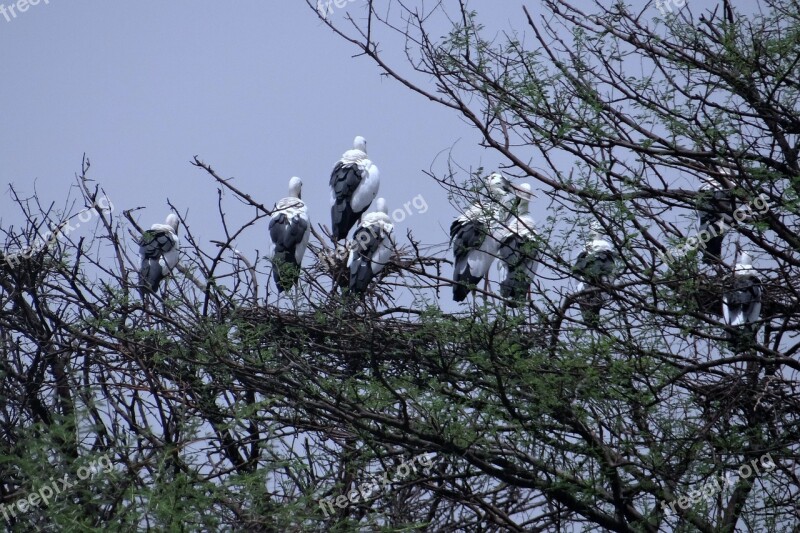 Openbill Stork Asian Openbill Heronry Nesting Bharatpur