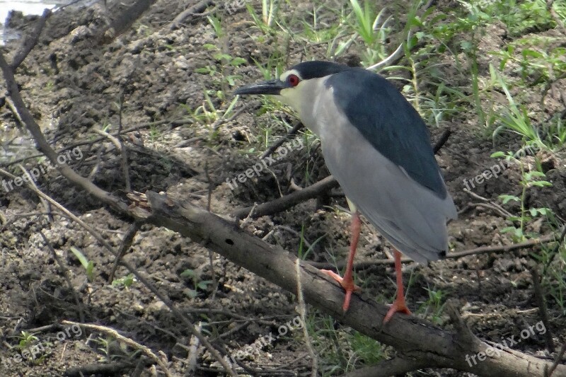 Black-crowned Night Heron Heron Nycticorax Nycticorax Night Heron Bird