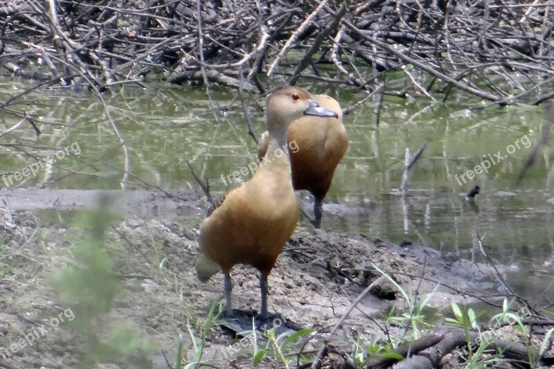 Lesser Whistling Duck Duck Dendrocygna Javanica Indian Whistling Duck Lesser Whistling Teal