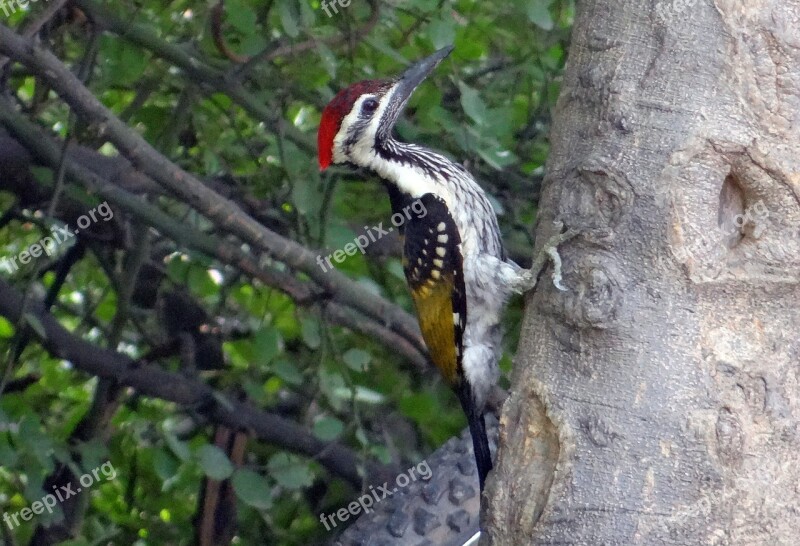 Black-rumped Flameback Woodpecker Dinopium Benghalense Lesser Golden-backed Woodpecker Lesser Goldenback