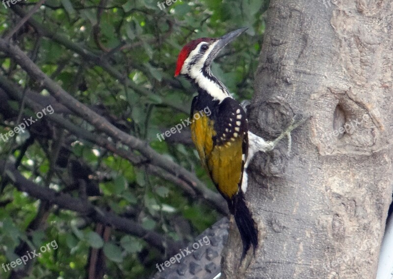 Black-rumped Flameback Woodpecker Dinopium Benghalense Lesser Golden-backed Woodpecker Lesser Goldenback