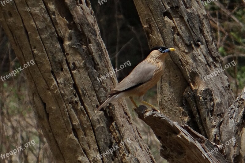 Brahminy Myna Brahminy Starling Sturnia Pagodarum Myna Bird