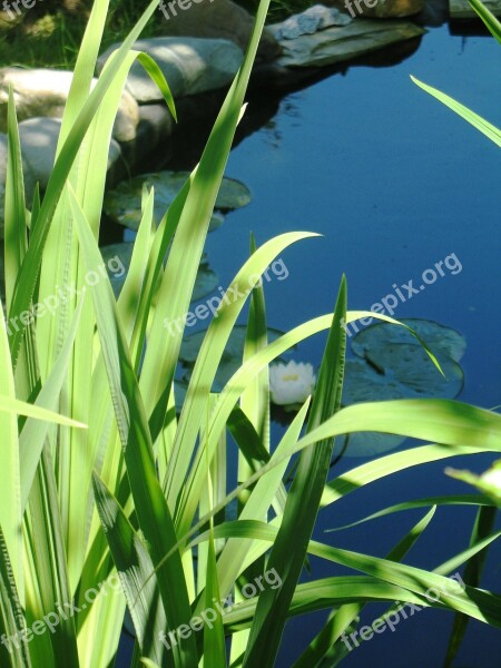 Pond Leaves Flowers Nature Plants