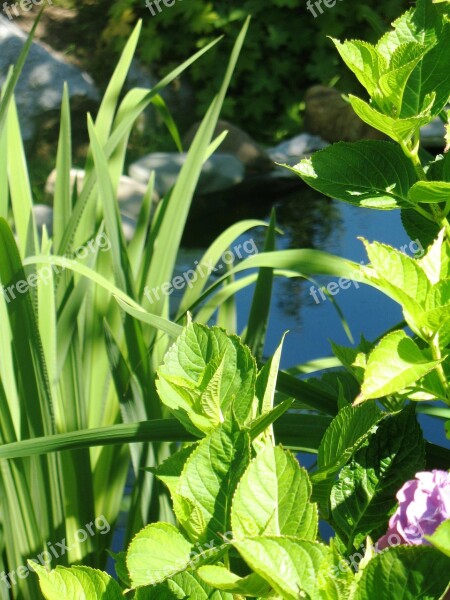 Garden Pond Flowers Bloom Blooming