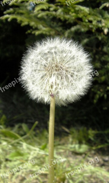 Taraxacum Officinale Common Dandelion Ripe Fruits Flowers Bloom