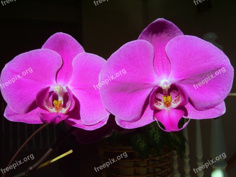 Orchid Phalaenopsis Love Friendship Fall In Love