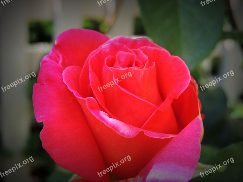 Red Flowers Flower Chinese Rose Happy Love