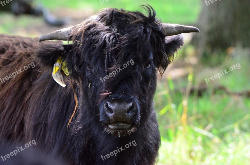 Beef Highland Beef Cow Black Fur