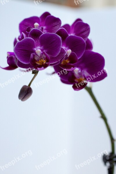 Orchid Flower Violet Colorful Flowers Flora