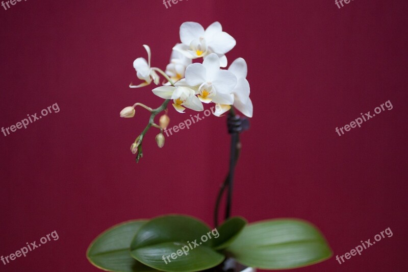 Orchid Flower White Colorful Flowers Flora