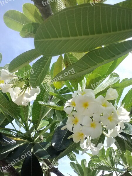 Plumeria Frangipani Green Flora Summer