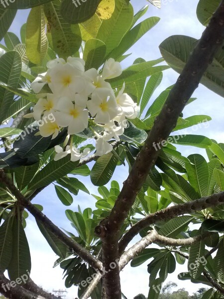 Plumeria Frangipani Green Flora Summer