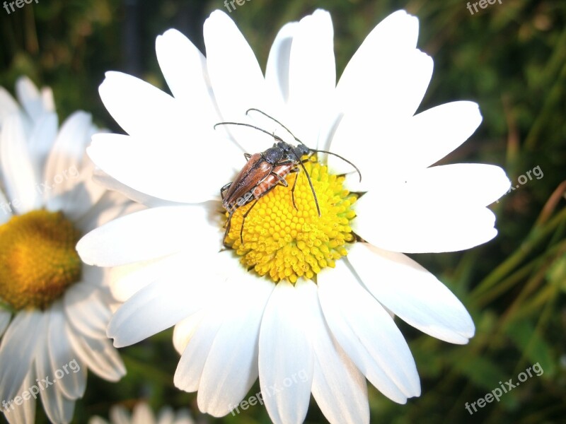 Longhorn Beetle Beetle Pairing Flower Insect