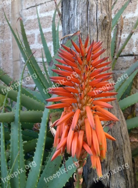 Aloe Flower Africa Nature Plant