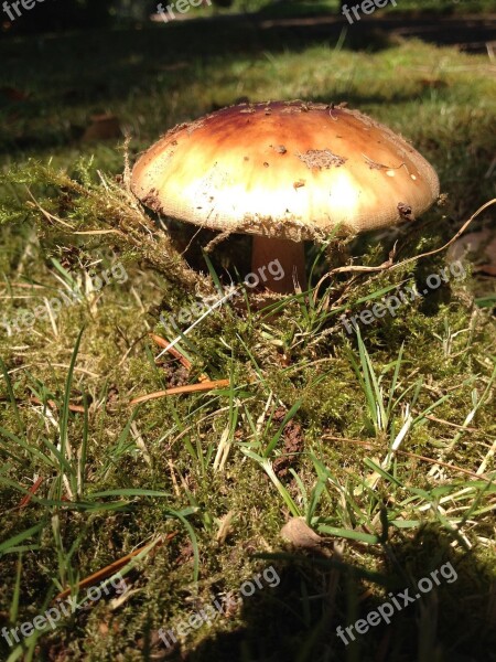 Mushroom Moss Nature Forest Forest Mushrooms