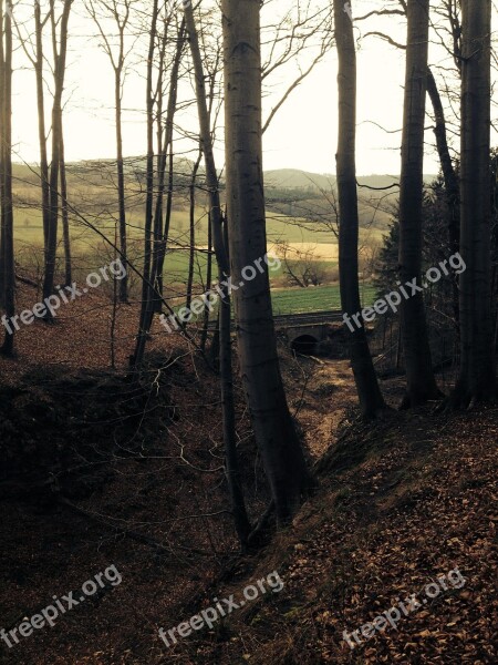 Trees Autumn Leaves Autumn Forest Brown