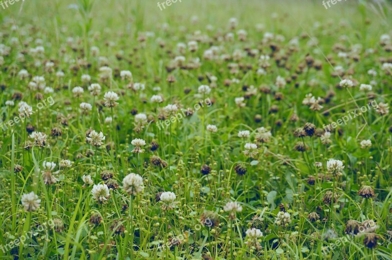 Field Shamrock Pool Leaf Nature