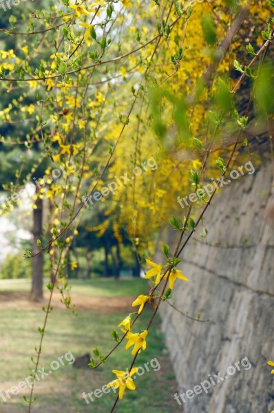 Forsythia Flowers Yellow Flower Spring Flowers Spring