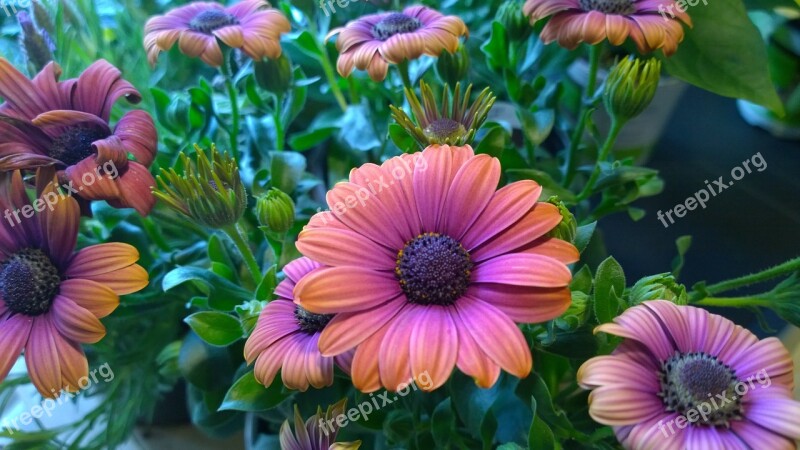 Osterspermum Bloom Flower Orange Blushing