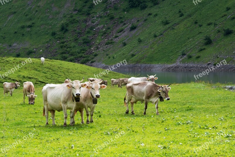 Cows Alpine Pasture Switzerland Canton Of Glarus Glarus