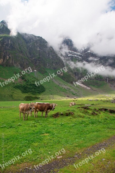 Cows Alp Switzerland Canton Of Glarus Glarus