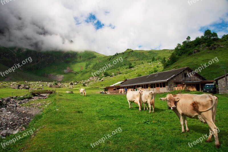 Cows Switzerland Canton Of Glarus Glarus Alp