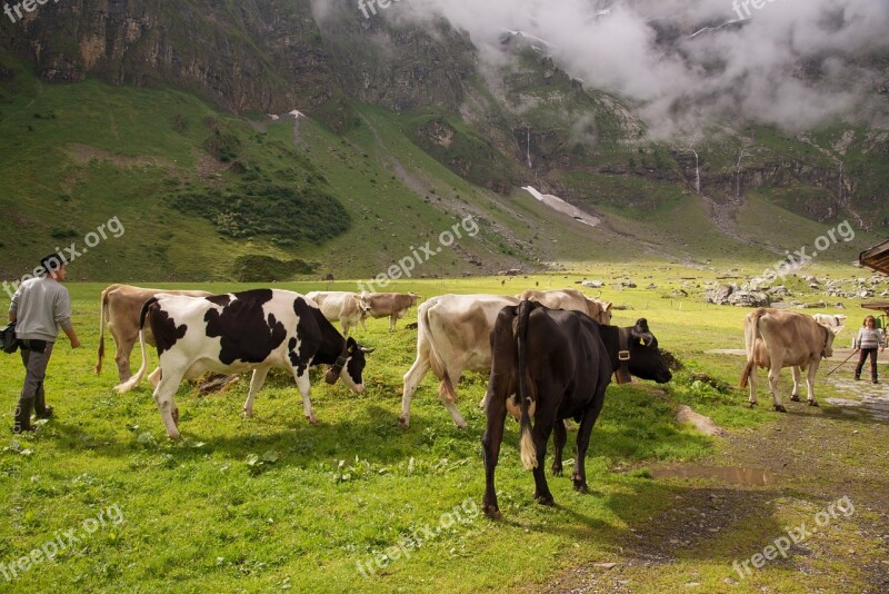 Alpine Pasture Calf Switzerland Canton Of Glarus Glarus