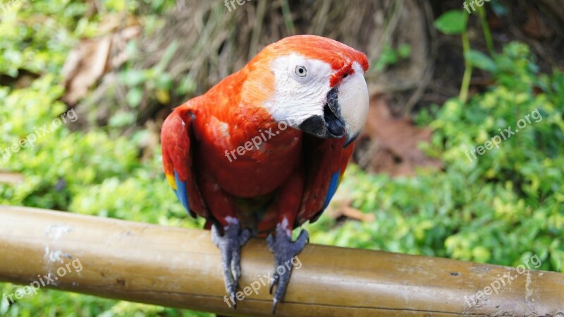 Parrot Bird Ara Colorful Animal