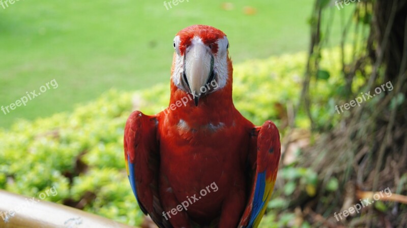 Parrot Bird Ara Colorful Animal