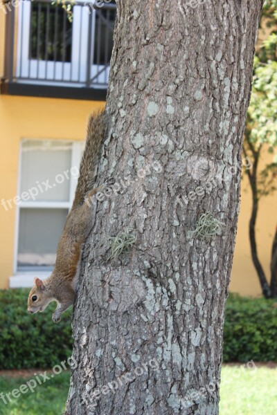 Squirrel Animal Tree Nature Wildlife