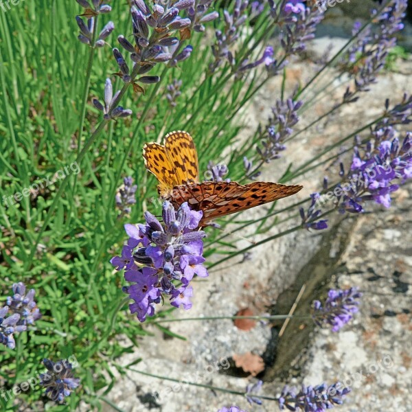 Butterfly Insects Aglae Mother Of Pearl Grand Nature