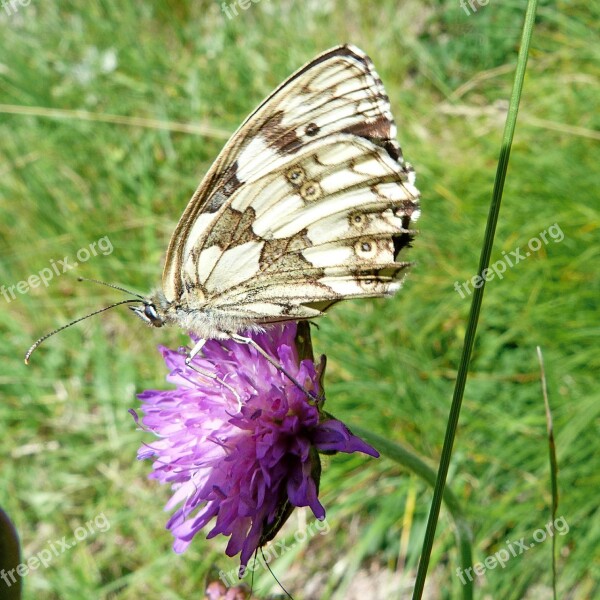 Butterfly Semi Apolon Insects Nature Macro