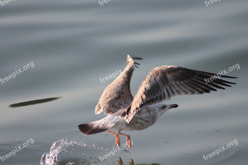 Seagull Bird Nature Animal Free Photos