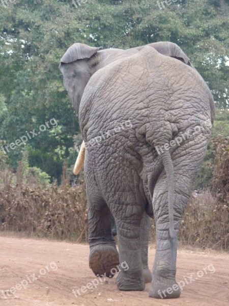 African Bush Elephant Elephant Africa Butt Safari