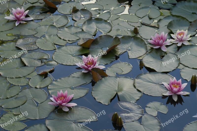 Water Lily Pond Lake Rose Free Photos