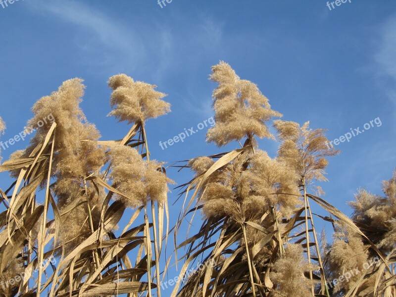 Stalk Flowering Grass Miscanthus Plant Autumn Herbstwind