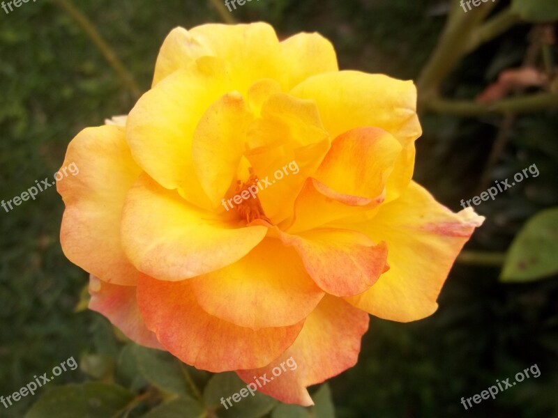 Nature Rosa Beauty Flower Yellow