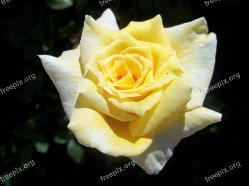 Nature Rosa Beauty Flower Yellow