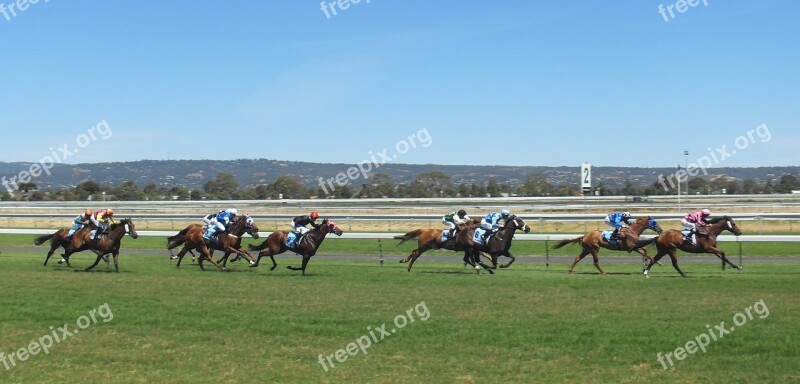 Horses Racing Jockey Sport Rider