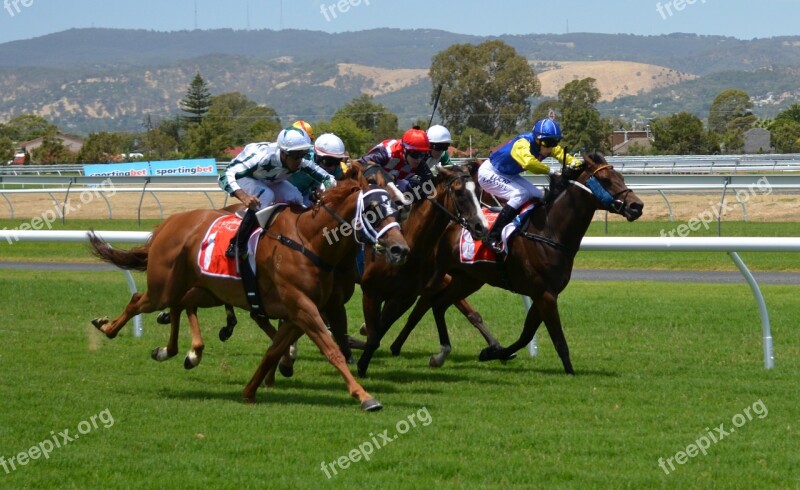 Horses Racing Jockey Sport Rider