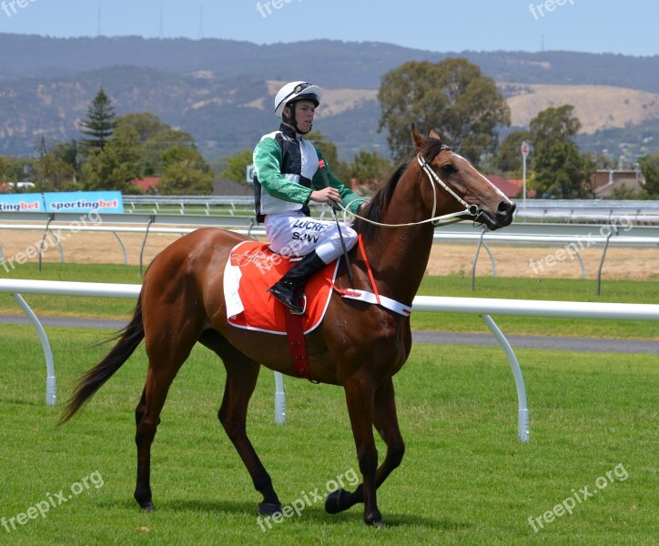 Horses Racing Jockey Sport Rider