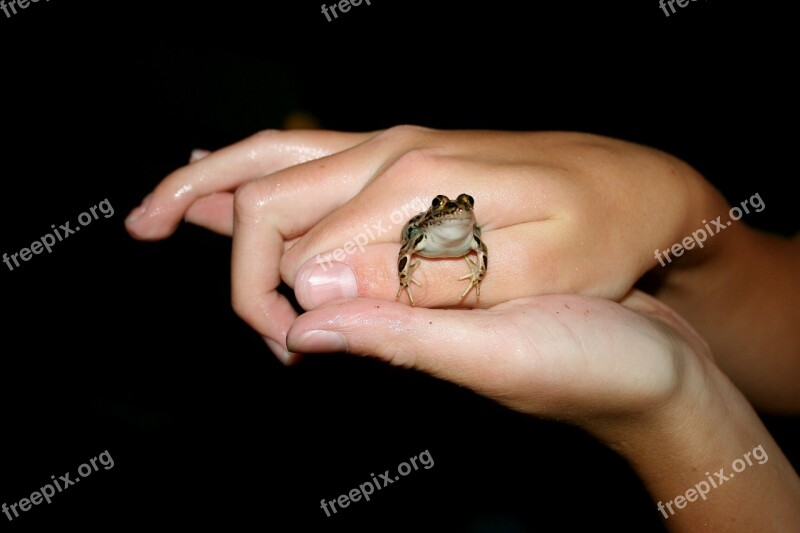 Frog Amphibian Hands Small Toad