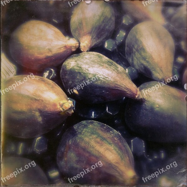 Figs Fruit Fig Free Photos