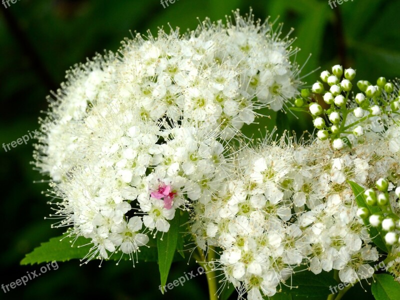 Hydrangea Kamakura White Flowers Japan Flower