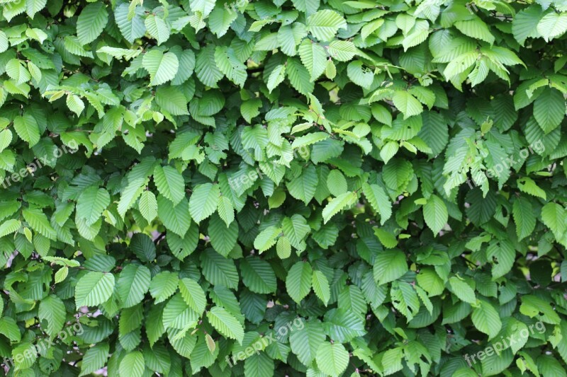 Green Leaves Structure Fouling Free Photos