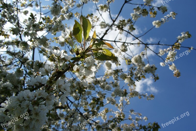 Cherry Flowers Tree Sky Spring