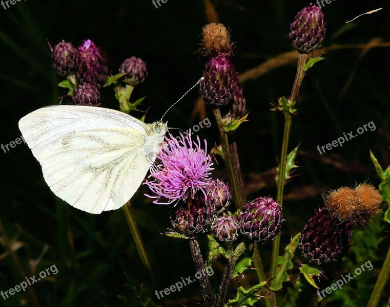 White Ling Butterfly Thistles Blossom Bloom