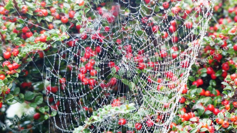 Spider Web Insect Spider Web Nature