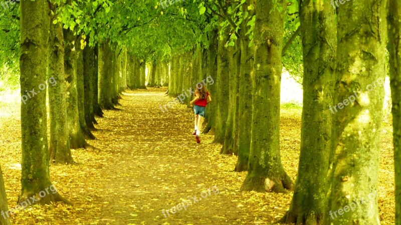 Trees Running Nature Forest Outdoors