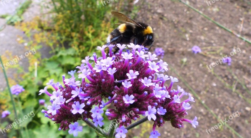 Bee Flower Pollen Insect Pollinate